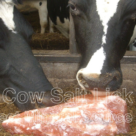 Cow salt lick Nature Perfect Mineral Source for Livestock