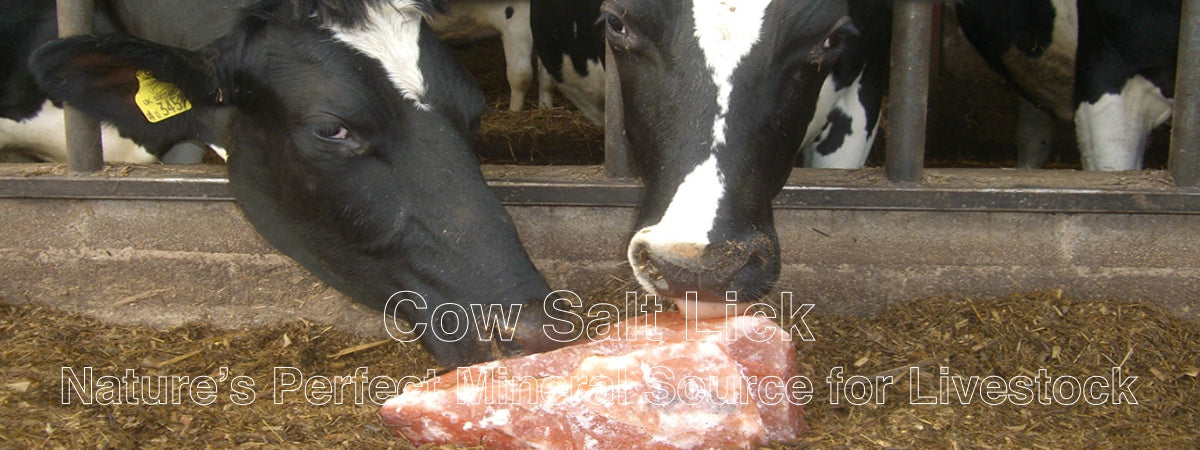 Cow salt lick Nature Perfect Mineral Source for Livestock