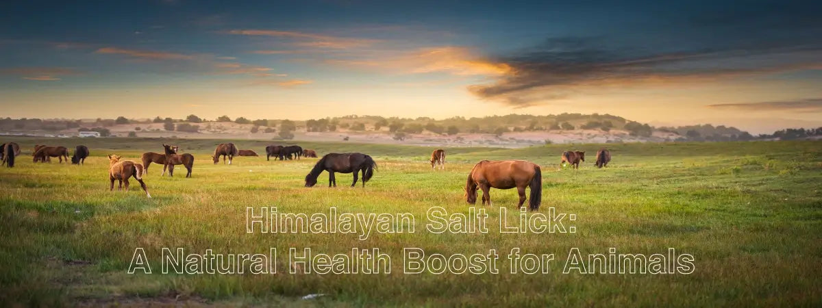 Himalayan-Salt-Lick-A-Natural-Health-Boost-for-Animals