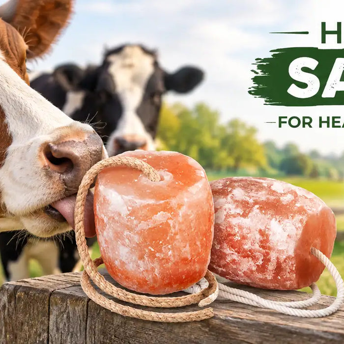 Cow salt lick Nature Perfect Mineral Source for Livestock
