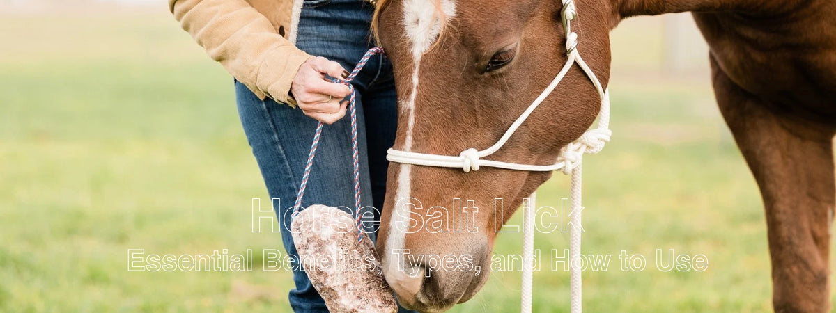 Horse salt lick Essential Benefits, Types, and How to Use Them