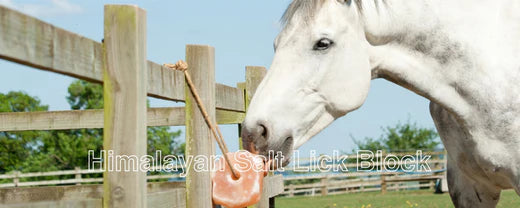 himalayan_salt_lick_blocks