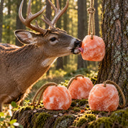 deer is licking salt block which is very small up to 1-2 lbs